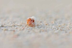 15327 Nature at Soneva Fushi 1 scaled 1 - 15327_Nature-at-Soneva-Fushi-1-scaled.jpg