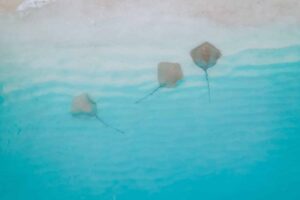 RBR Sting Rays 01 Travel Life Journal - RBR-Sting-Rays-01-Travel-Life-Journal.jpg
