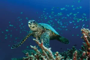 Schnorcheln Kachel - Schnorcheln_Kachel.webp