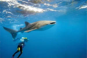 Tauchen Kachel - Tauchen_Kachel.webp